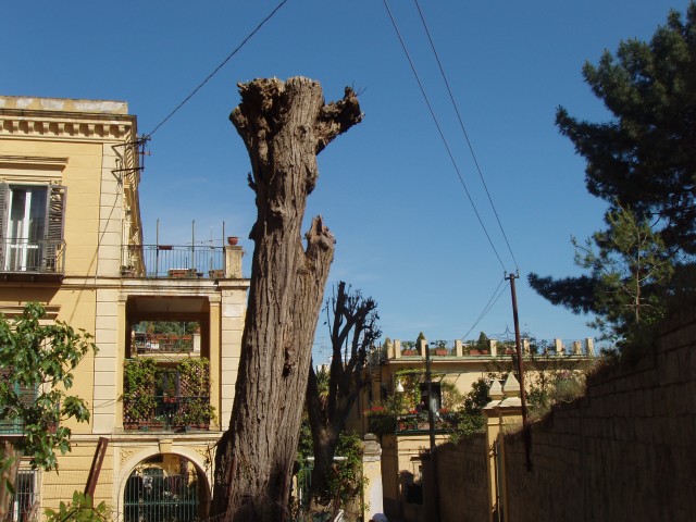 P1010310.JPG